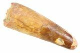 Fossil Spinosaurus Tooth - Real Dinosaur Tooth #352382-1
